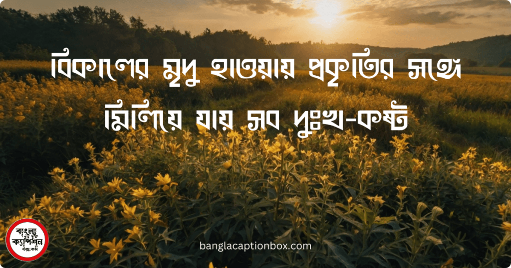 বিকেলের প্রকৃতি নিয়ে উক্তি